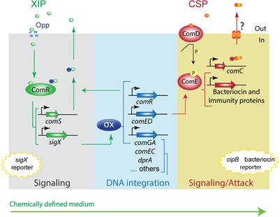 Conserved Pheromone Production, Response and Degradation by Streptococcus mutans